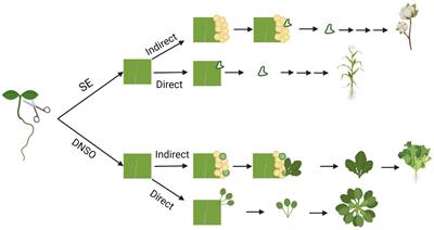 Molecular Determinants of in vitro Plant Regeneration: Prospects for Enhanced Manipulation of Lettuce (Lactuca sativa L.)
